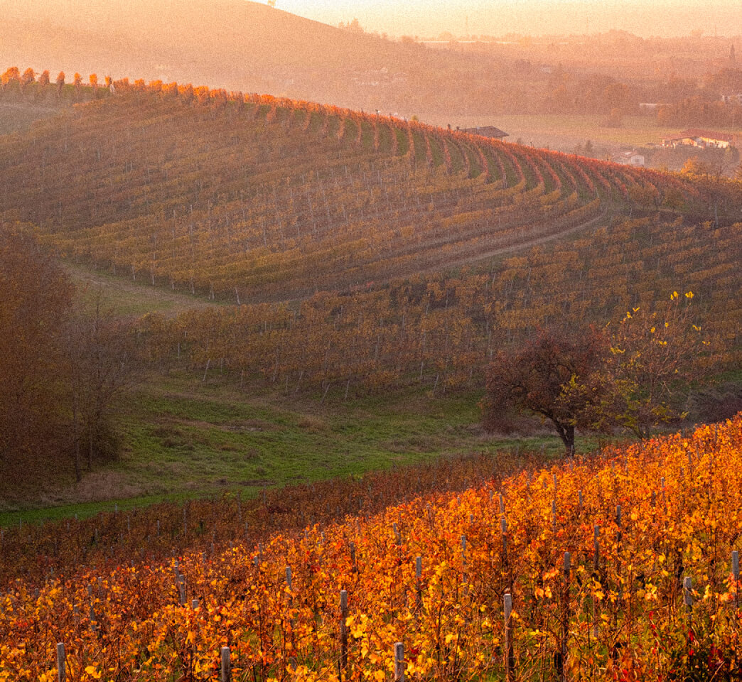 Piemonte Vineyards, Barolo Suadela