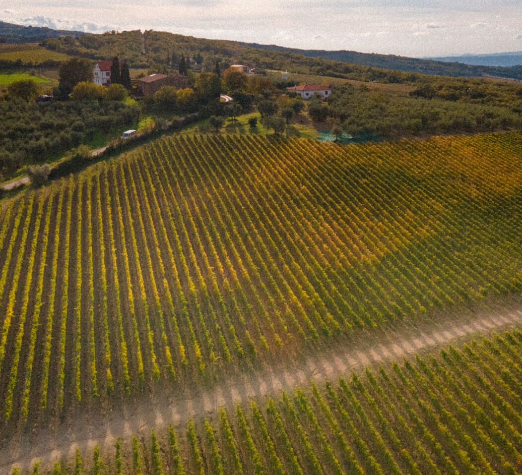 Vineyards Suadela