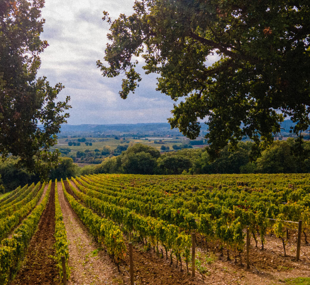 Lazio Vineyards Suadela